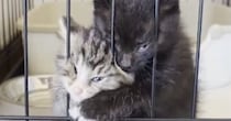 ケージの中からごはんの催促をする子猫→顔を押しつけすぎた結果…『衝撃の表情』が87万再生「変顔で気を引こうとｗ」「怖いｗ」