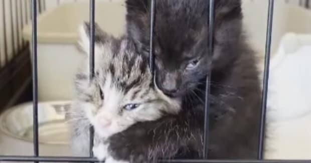 ケージの中からごはんの催促をする子猫→顔を押しつけすぎた結果…『衝撃の表情』が87万再生「変顔で気を引こうとw」「怖いw」