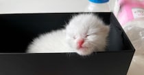正体がわからないほど小さかった『目も開いていない赤ちゃん猫』を保護→４年後…見違えるビフォーアフターに感動の声「神々しい」「ええ話」