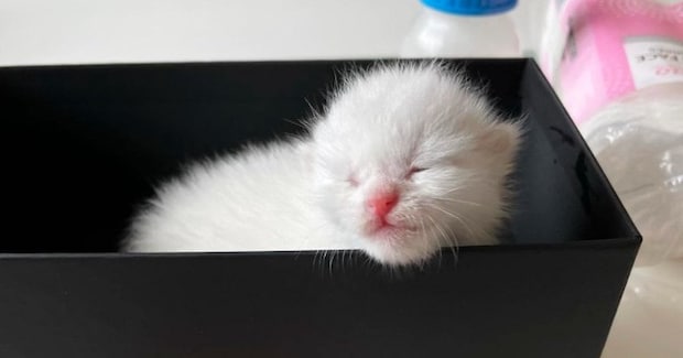 正体がわからないほど小さかった『目も開いていない赤ちゃん猫』を保護→4年後…見違えるビフォーアフターに感動の声「神々しい」「ええ話」