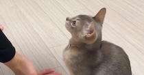 飼い主さんに呼ばれてやって来た猫→『お座り、お手』と言われると…驚きの光景が30万再生「可愛すぎてやべぇｗ」「すごい」と絶賛