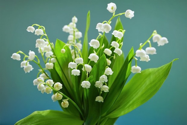 スズランの花束