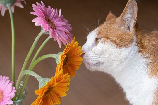 猫の命に関わる『危険な春の花』5選 誤飲時にあらわれる症状やリスクを解説
