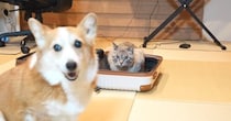 修学旅行に行く準備をするお姉ちゃん→スーツケースを出したら、『猫と犬』が…可愛すぎる光景に「あるあるだねｗ」「笑いが止まらない」と反響