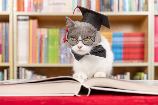 猫が『喉をゴロゴロさせる回数』には遺伝子が関係する?研究で示された意外な事実とは