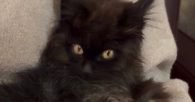 獣医さんに『懐くのに時間がかかるかも』と言われた元野良猫…翌日の『まさかの光景』に2万いいねの反響「かわいいw」「お幸せに」