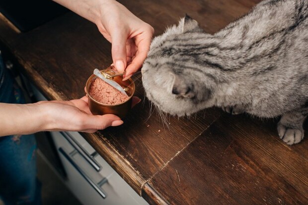 缶詰のキャットフードをもらう猫