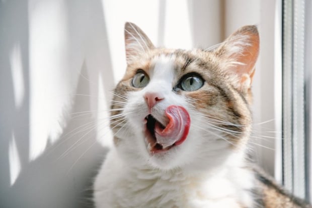 ぺろりとする猫