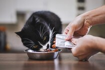 猫が感じることができる『味覚』4つ　好みやすい味の傾向はある？