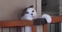 『柵を乗り越えようとする猫』を見守っていると…"猫らしからぬ光景"に16万いいねの反響「最後の様子に笑ったｗ」「電車で見てはダメだった」