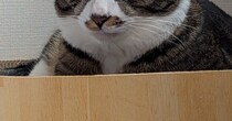 ベッドでダラダラお菓子を食べていたら…猫から向けられた『軽蔑の視線』に２万いいね「かわいいのずるいｗｗ」「本当だｗ」と爆笑の声続出