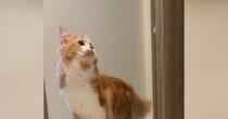 短時間の外出中、家にいた『猫の様子』を見てみると…泣けるほど愛おしい瞬間が308万再生「赤ちゃんと一緒ｗ」「抱きしめたい」と大反響