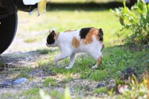 滅多に見られない『レアな猫種』3選　個性的な特徴や魅力をご紹介
