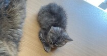 大きな猫ちゃんのとなりに『パヤパヤ子猫』が座った結果…かわいすぎる『対格差』に２万いいね「抜け出たみたい」「顔突っ込みたい」