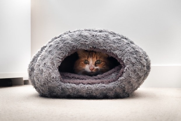 猫ベッドに隠れている猫