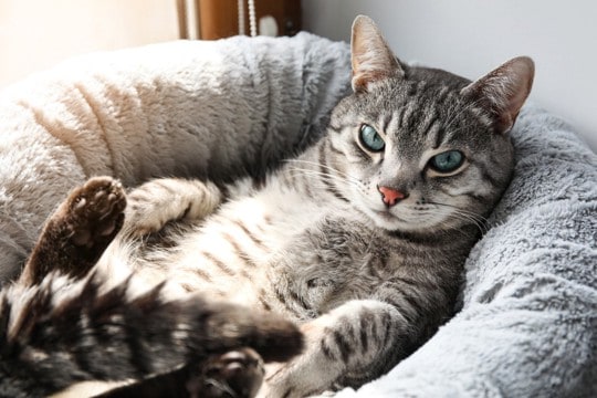 猫のベッドは『屋根あり』と『屋根なし』どちらを選ぶべき？メリット・デメリットをそれぞれご紹介