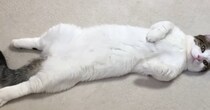 "へそ天"でくつろいでいた子猫→７年後…幸せを感じる『ビフォーアフター』に「たっぷり愛されたんだね」「福よかｗ」と笑顔になる人続出