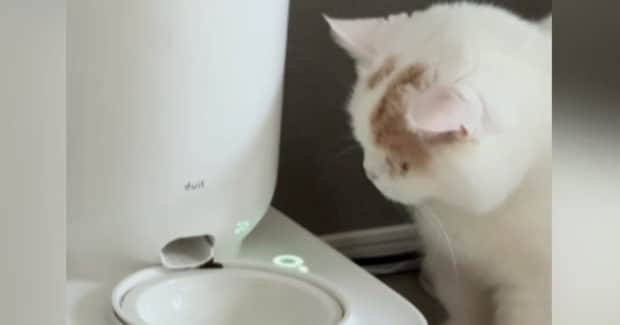 自動給餌器を見つめる猫→『ボタンを長押しして』と伝えてみると…まさかの光景が36万再生「うそ、賢すぎる！」「本当に頭がいい」と驚きの声