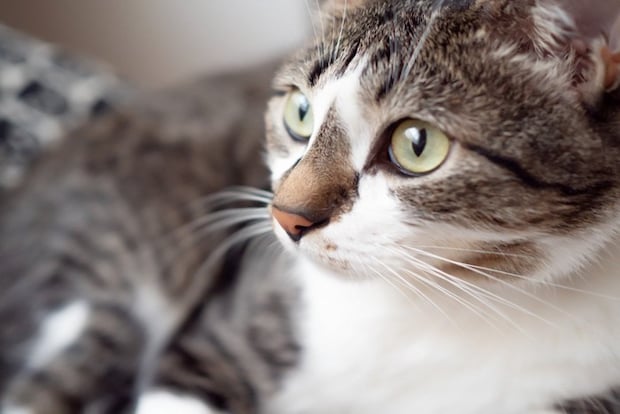 ソファの上の猫