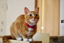 猫が『心を開いてくれない』ときの理由4つ　打ち解けるためにできることはある？