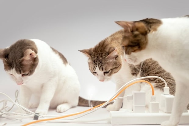 電気コードを見ている3匹の猫
