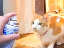 窓の掃除をしていると、見に来た２匹の猫→スプレーをかけてみると…見事な『リアクション』に爆笑「表情が可愛すぎる」「楽しくやれるねｗ」