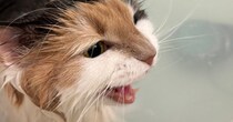 『お風呂』に入れられた猫→大きな声で鳴きだして…『猛抗議の様子』が可愛すぎると１万いいねの反響「嫌そうな顔がたまらないｗ」