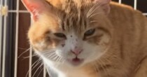 鋭い目つきをしていた元野良猫→家族に迎えて『５年』…劇的なビフォーアフターに涙が止まらないと反響「表情が全然違う」「別猫のよう」