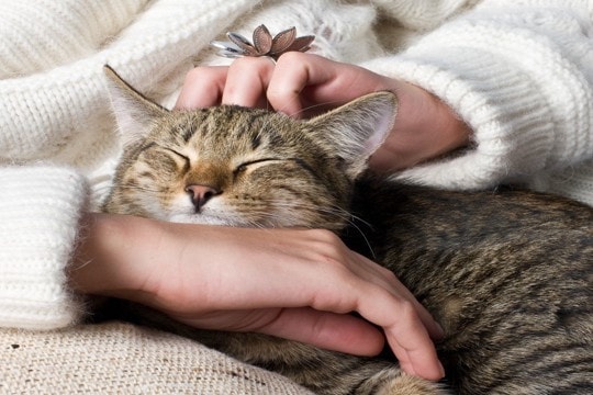 歳を重ねるほど増していく『シニア猫』の魅力4選 高齢猫ならではの愛おしさをご紹介