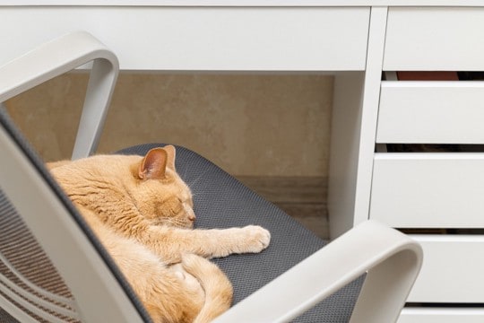 猫が飼い主の『椅子に座りたがる』理由5つ なぜわざわざ横取りしてくるの?