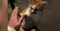 公園で『ハイタッチ』をして『可愛がられていた野良猫』が…激変した『現在の様子』に「涙が止まらない」「良かったね」と感動の声続出