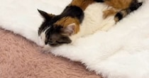 猫が電気毛布の温かさを知ってしまった結果…「溶けてるｗ」「もう抜け出せないｗ」笑ってしまう人が続出の『可愛い光景』が51万再生の反響