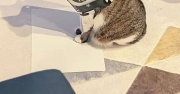 お出迎えしてくれた猫が『首につけていたもの』とは……まさかの『装備』に３万いいねの反響「マフラーかな」「楽しかったんだねｗ」