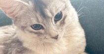 前足を伸ばしてくつろいでいた猫→『爪切り』を持ってきたら…賢すぎる行動に4万2000いいね「あまりにも天才」「笑っちゃった」