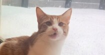 大雪の中、『外に出たい』と猛アピールする猫→ウッドデッキで遊ばせると…可愛すぎる瞬間が128万再生「埋まったぁｗ」「好きなんだねえ」