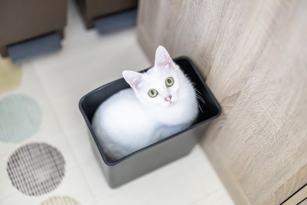 猫とごみ箱