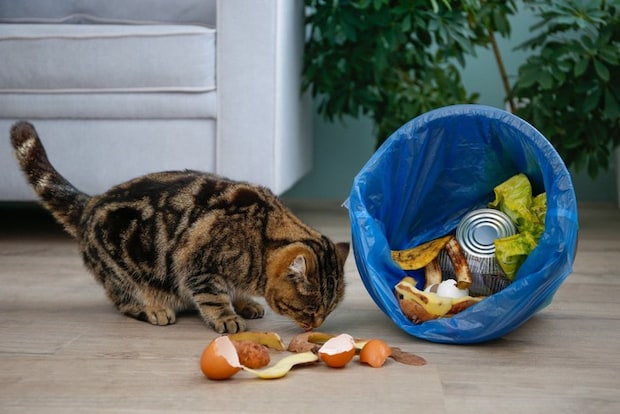 猫とごみ箱