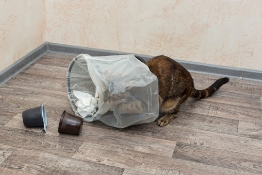 猫が『ごみ箱を漁っている』ときの理由3つ　思わぬ事故のリスクや対処法まで