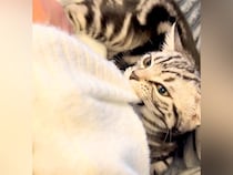 出かけようとしたら、ネコが腕をつかんできて…絶対に無視できない『可愛すぎる行動』に反響「振り払えるわけがない」「察知したのね」