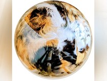 『綺麗な惑星…』透明ボウルに入った猫→下からのぞいてみると…想像を超える『まさかの光景』に「コーヒーゼリーかと」「高級ミケ玉」と反響