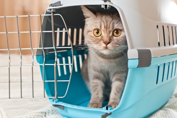 キャリーの中にいる猫