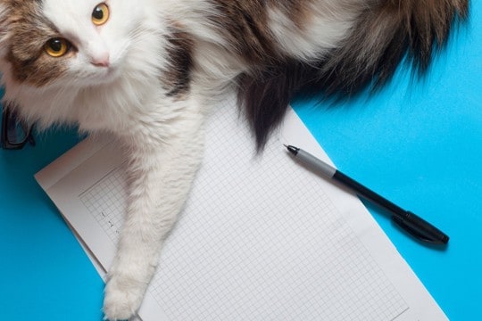 猫の緊急時に備えておくべき『連絡先』3つ　必要となるケースはどんなとき？