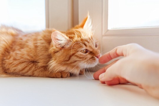 猫は飼い主より『他人のにおい』を長く嗅ぐ傾向がある？研究結果が示す行動の違いとは