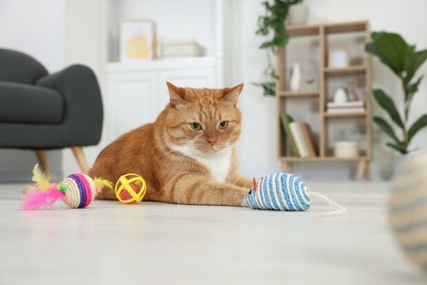 おもちゃに囲まれる猫