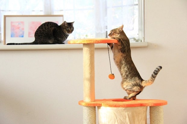 タワーで遊ぶ猫たち