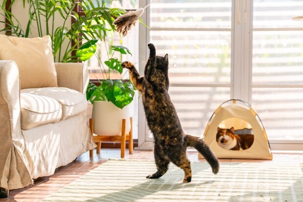 じゃらしで遊ぶ猫