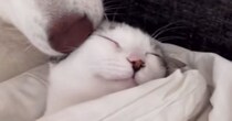 保護子猫に『心優しい大型犬』が寄り添って…まるで本当の親子のような光景が"尊すぎる"と157万再生「胸が苦しくなった」「愛が溢れてる」