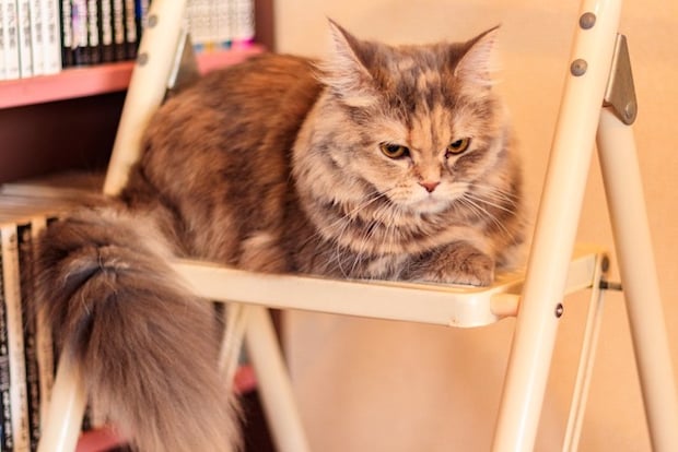 脚立に乗った猫