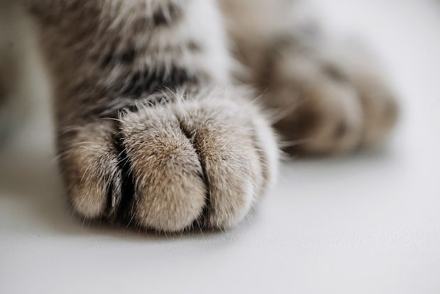 猫の手