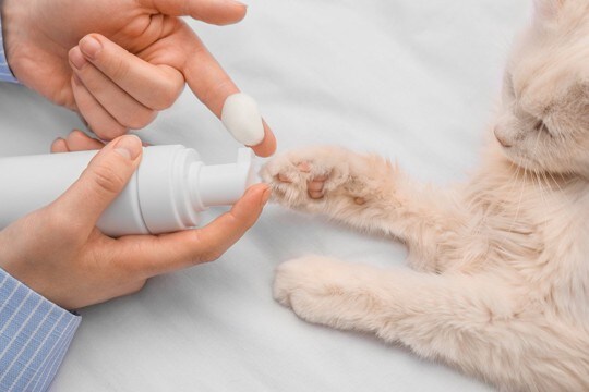 猫に起こりかねない『肉球』の病気やケガ4選　異常のサインや適切なケア方法まで